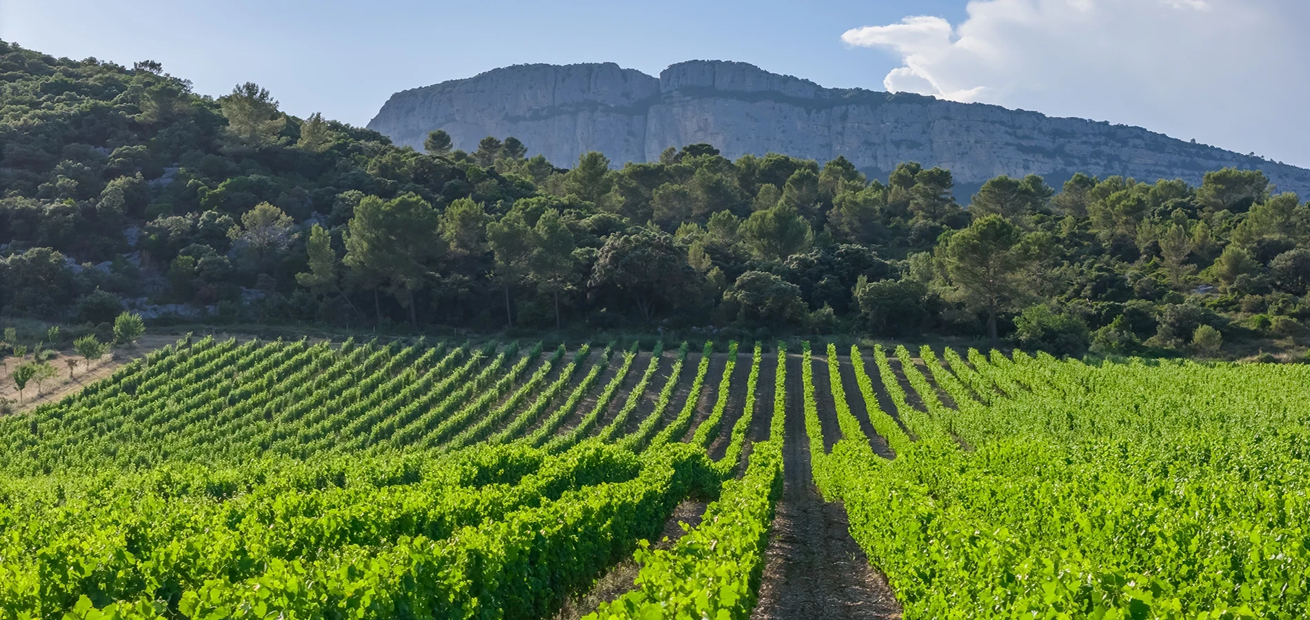 Rangée de vignes du Chateau de Valflaunès