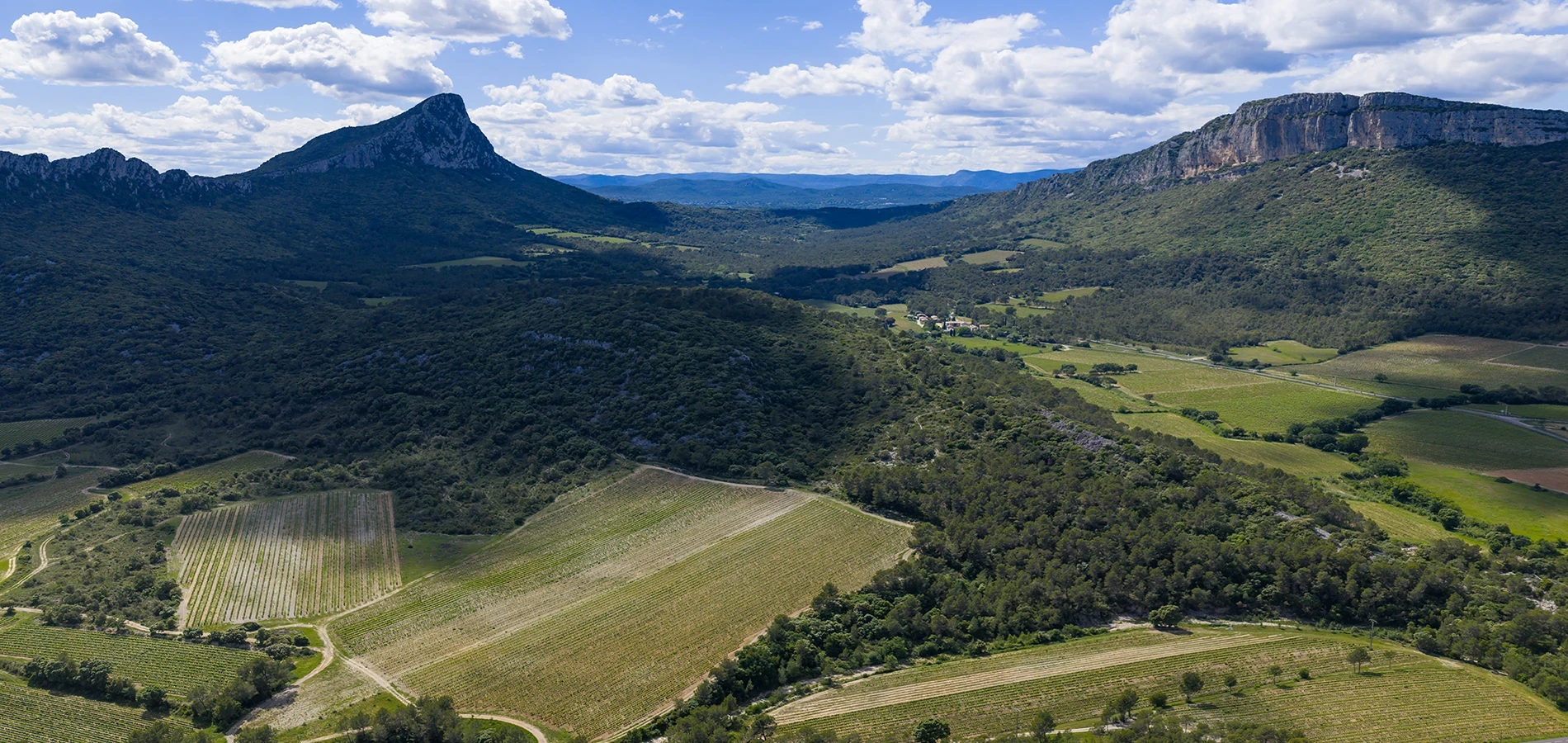 Vignes du Chateau de Valflaunès