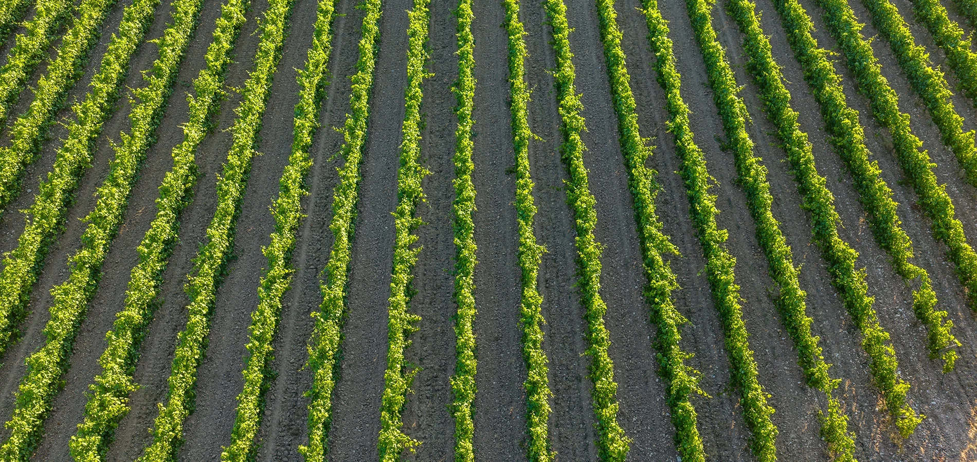Rangée de vignes du Chateau de Valflaunès